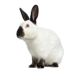 Russian rabbit looking up isolated on white
