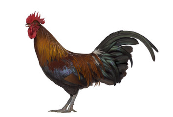 Side view of Ardennaise rooster isolated on white