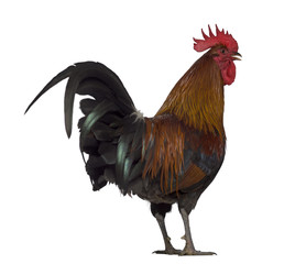 Rear of an Ardennaise rooster isolated on white