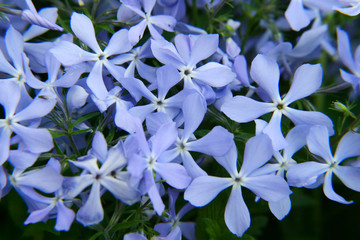 blue phlox