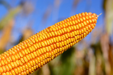 organic corn on field