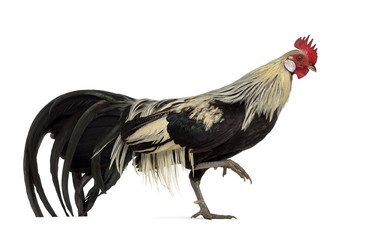 Phoenix chicken walking isolated on white