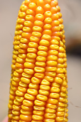 organic corn on field