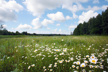 Fototapeta na wymiar clouds over a flowering meadow