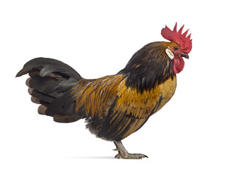Side view of a Bassette rooster isolated on white