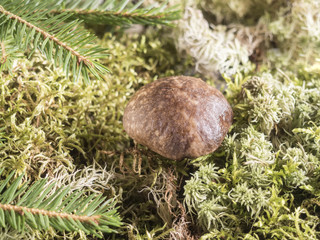 Growing under fir branch mushroom. Natural background