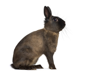 Naklejka premium Side view of an Alaska rabbit isolated on white