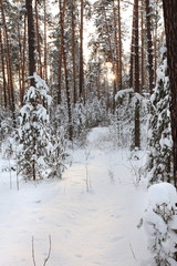 Fototapeta premium Winter Pine Forest