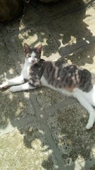 grande gatto in posa