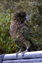 Kea parrot portrait (Nestor notabilis). It's the world's only alpine parrot live in forested and alpine regions of the South Island of New Zealand.