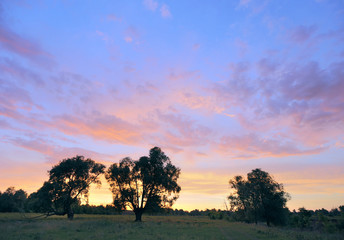 sunset over the oak grove