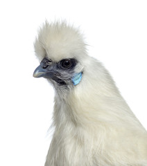 Close-up of a White Silkie hen isolated on white