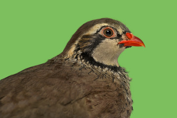 Close-up of a Red-legged partridge against green background