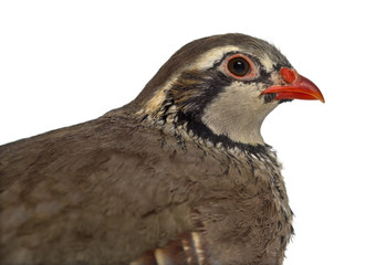 Close-up of a Red-legged partridge isolated on white