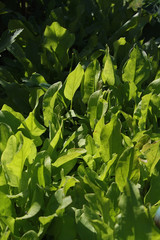 Obraz premium Sorrel (rumex)
