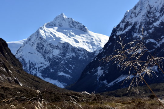 Dry reed cane grass in the foreground, high snowy mountains in the background