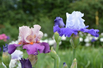 Two beautiful iris flowers in summer 