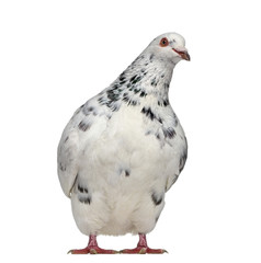 Front view of a Texan pigeon questioning isolated on white