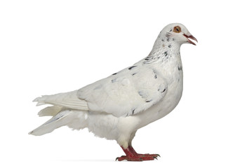 Side view of a Texan pigeon cooing isolated on white