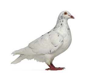 Side view of a Texan pigeon isolated on white