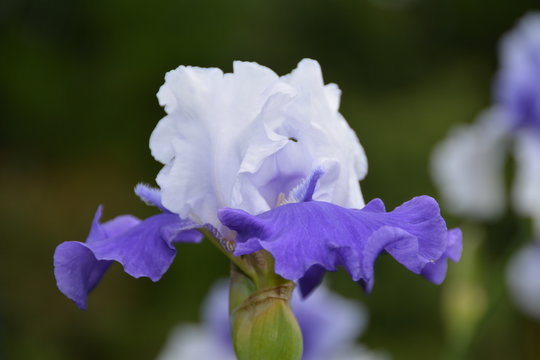 Beautiful blue iris flower in the garden 