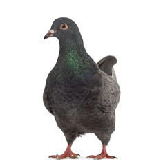 Front view of a fancy pigeon isolated on white