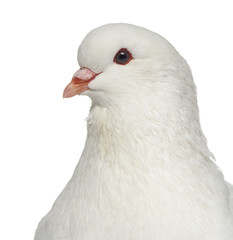 Close-up of a White King Pigeon isolated on white