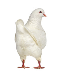 Rear view of a White King Pigeon isolated on white