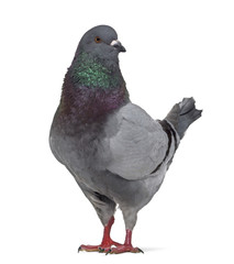 Side view of a King pigeon questioning isolated on white - obrazy, fototapety, plakaty