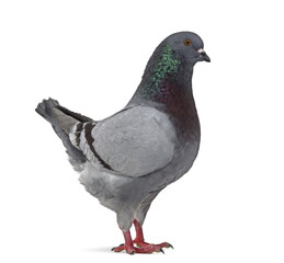 Side view of a King Pigeon isolated on white