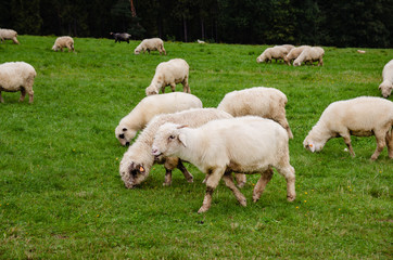 Owce na pastwisku

