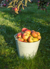 Ein Eimer voller Äpfel im Garten