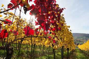 Weinreben im Herbst