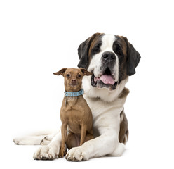 St. Bernard and Miniature Pinscher staring isolated on white