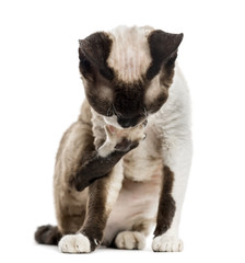 Obraz premium Devon rex grooming himself isolated on white