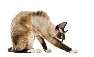 Obraz premium Devon rex leaning isolated on white