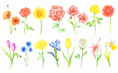Watercolor flowers set. Beautiful fresh flowers on white background. Rose, tulip and more. Vintage art for decoration.