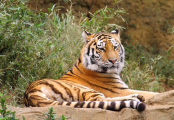 Siberian Tiger (Panthera tigris altaica)