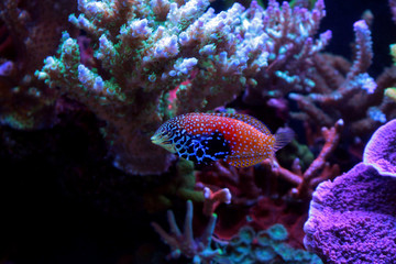 Leopard Wrasse - Macropharyngodon bipartitus
