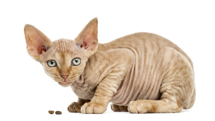 Fototapeta premium Side view of a Devon rex eating isolated on white