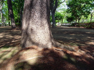 公園のヒマラヤスギ