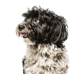 Close-up of Havanese looking away from camera