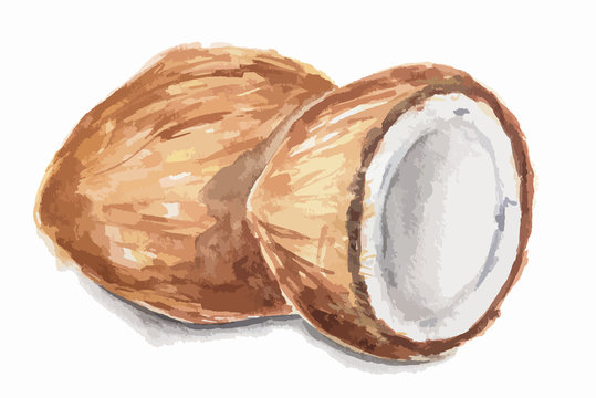 Isolated watercolor coconut on white background. Sweet and nice nut with milk and oil.