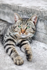 cat resting on the stairs