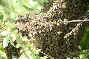 a swarm of bees