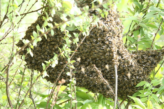 a swarm of bees