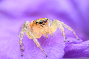 Jumping spider on purple flower