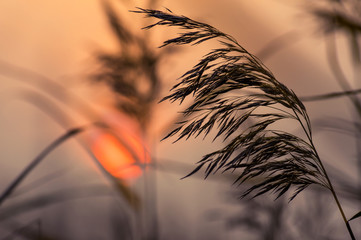 Reed in the quiet evening against the background of the sunset sky