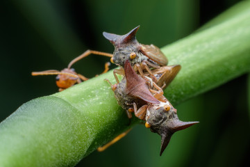 Centrotus cornutus or treehoppers on branch