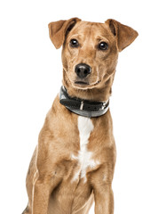 Close-up of Cross-breed dog, 11 months old, isolated on white